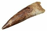 Fossil Spinosaurus Tooth - Real Dinosaur Tooth #264803-1
